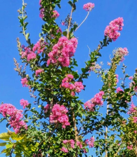 Lagerstroemia indica pink na 200cm kmeni
